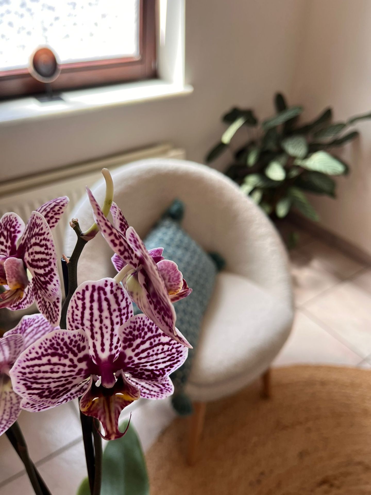 Orchidée et fauteuil dans le cabinet de Catherine Blandiaux à Silly